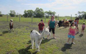 There’s A Dance Class With Alpacas in Canada