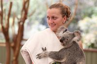 Petra Kvitova Holds a Koala during a visit to the Lone Pine Koala Sanctuary December 28, 2012 