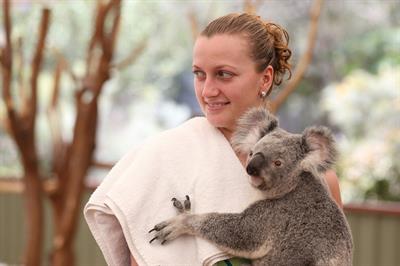 Petra Kvitova Holds a Koala during a visit to the Lone Pine Koala Sanctuary December 28, 2012 