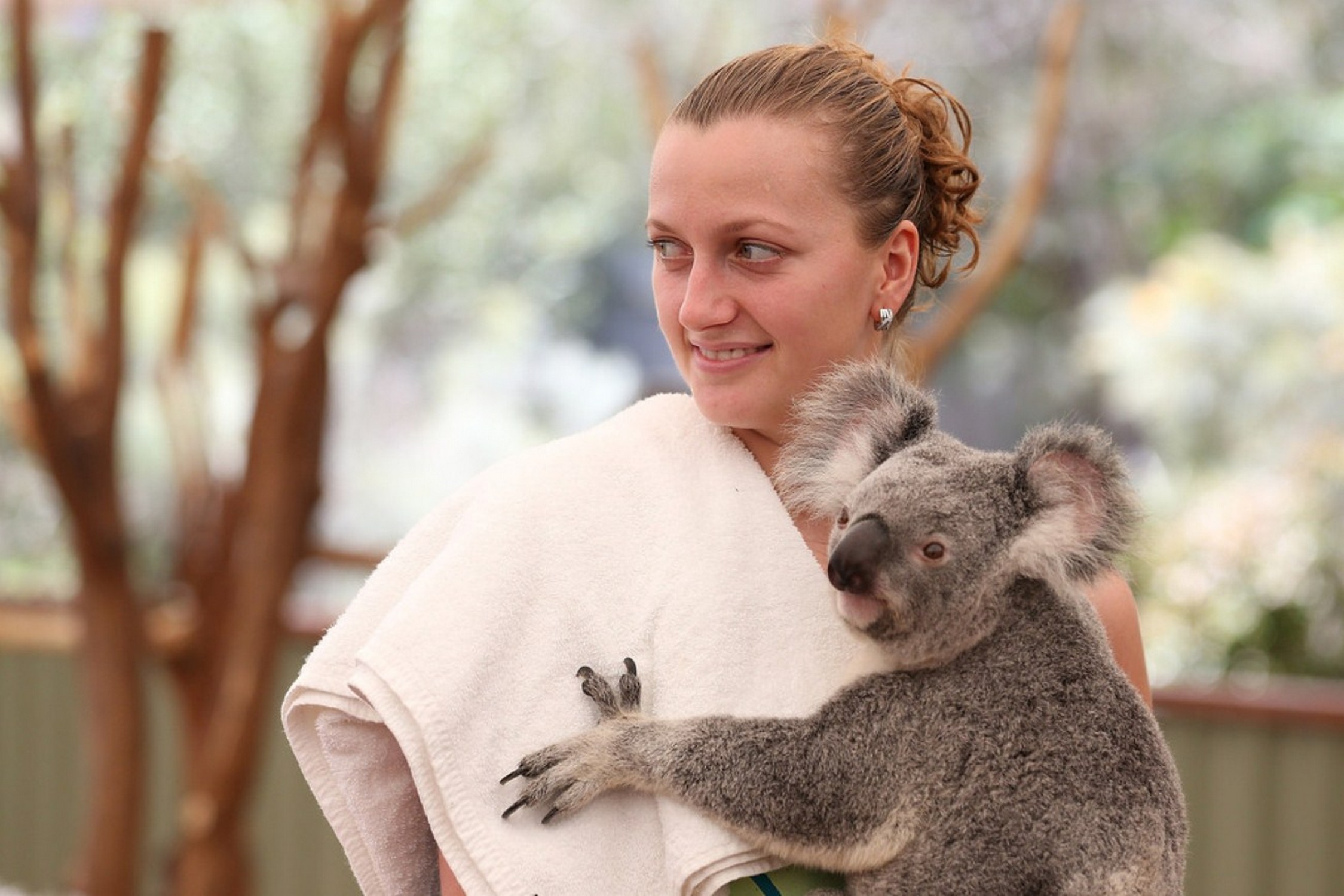 Petra Kvitova Holds a Koala during a visit to the Lone Pine Koala Sanctuary December 28, 2012 