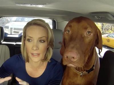 Dana Perino